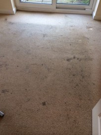 Carpet before
